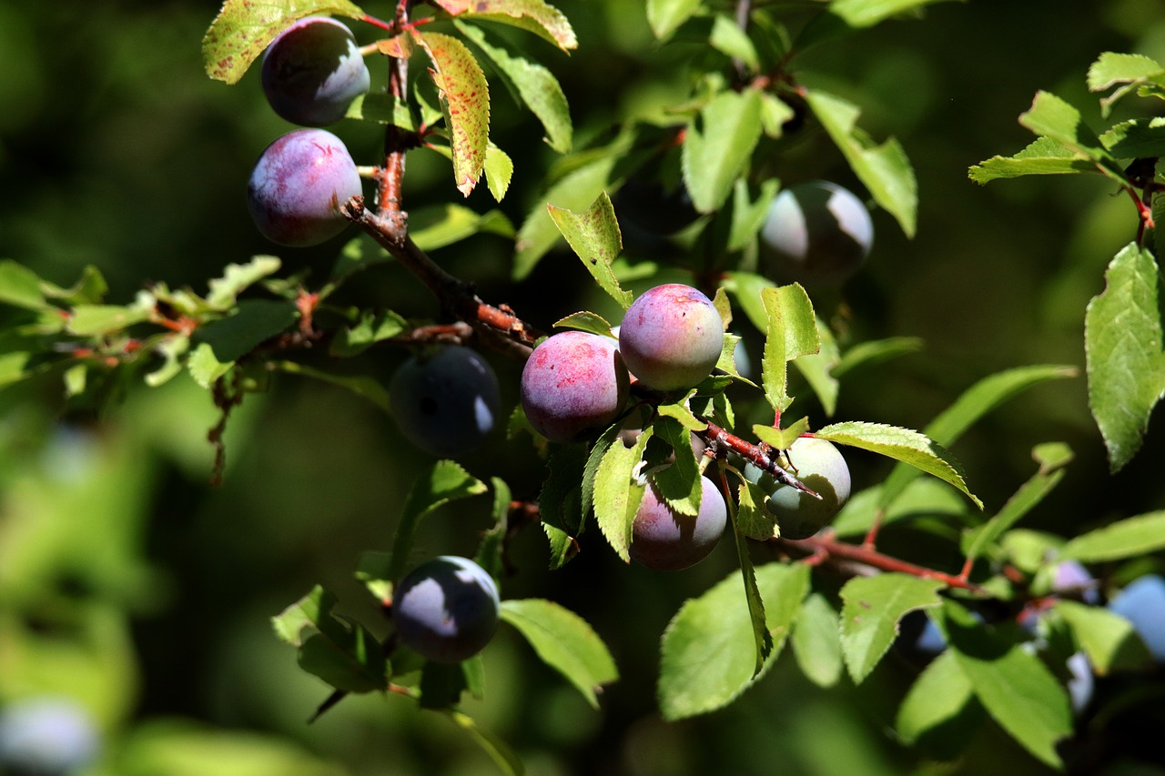 Juodmedis, Sloe, Vaisiai, Sloe Gin, Laukiniai, Prunus, Medis, Augalas, Botanika, Antioksidantas