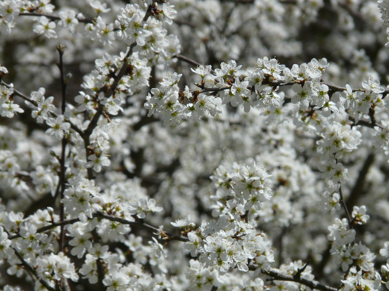 Juodmedis, Prunus Spinosa, Apsidraudimas, Schlehendorn, Schlehe, Heckendorn, Prunus, Steinobstgewaechs, Amygdaleae, Rožių Šiltnamius