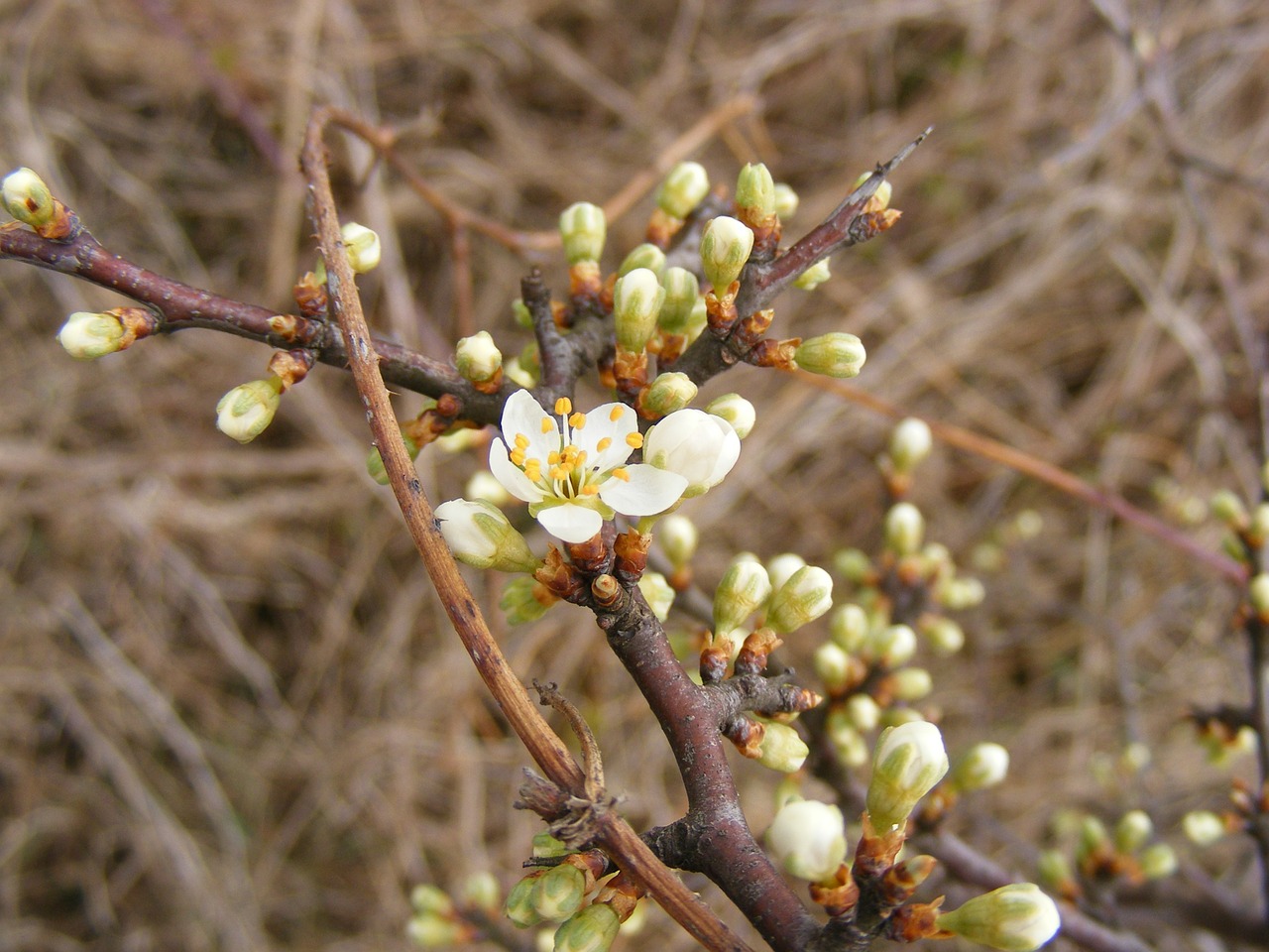 Juodmedis, Pumpurai, Gėlės, Prunus, Sloe, Spinosa, Balta, Gamta, Pavasaris, Nemokamos Nuotraukos