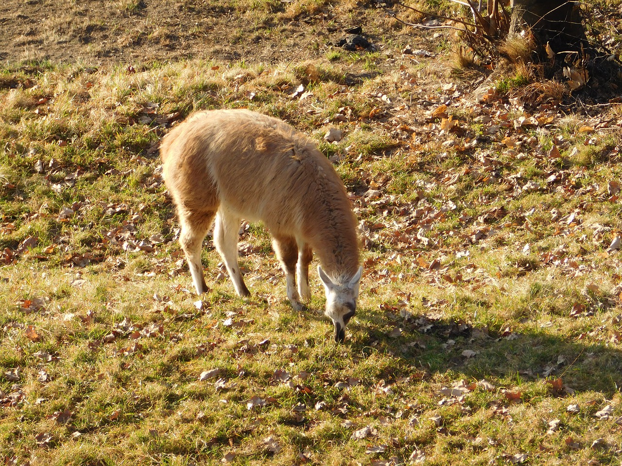 Ašmenys, Gyvūnas, Fauna, Lombardija, Lana, Italy, Nemokamos Nuotraukos,  Nemokama Licenzija