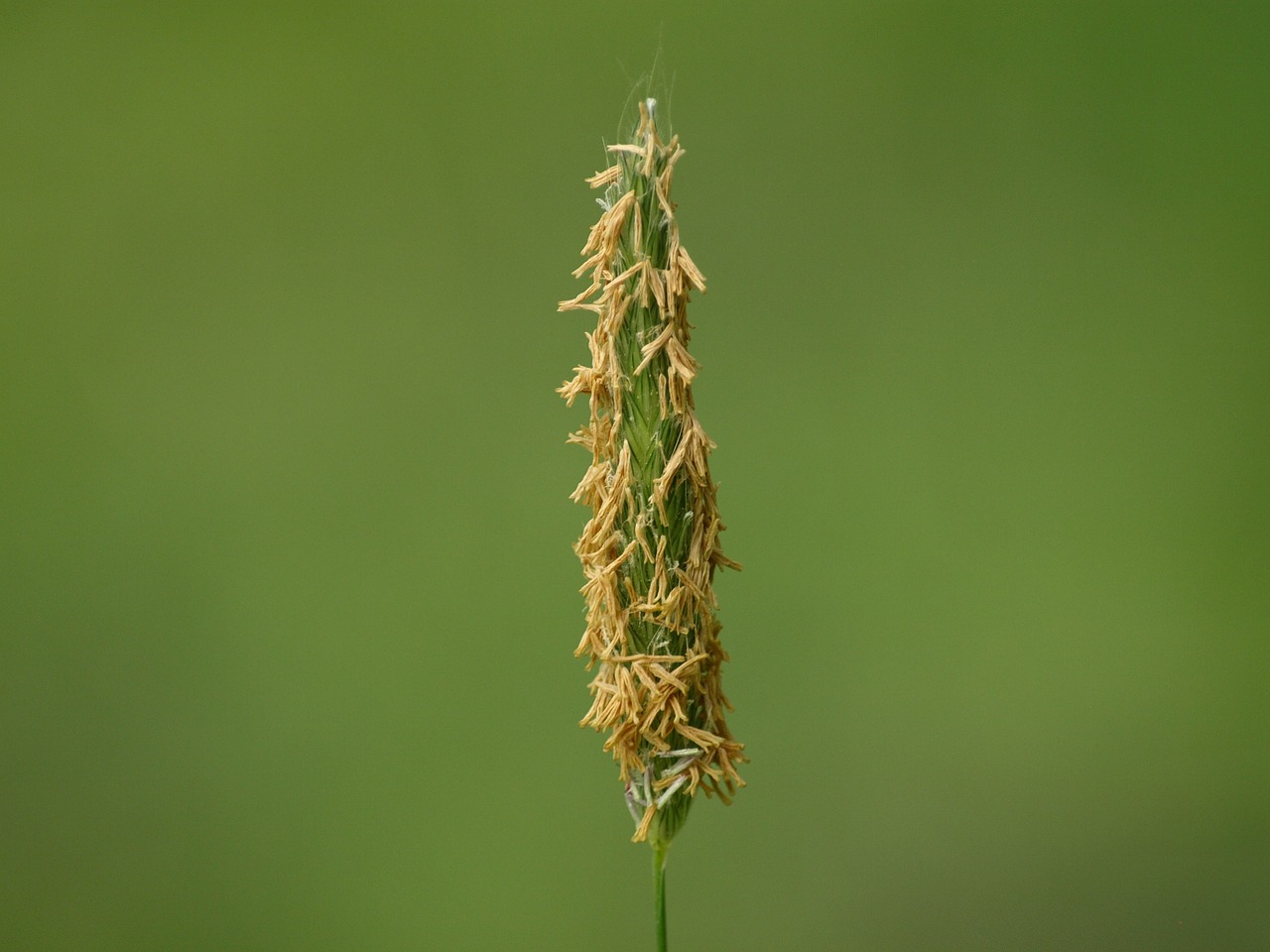 Žolės Mentė, Žolės Ausis, Uždaryti, Makro, Žole Sėklos, Nemokamos Nuotraukos,  Nemokama Licenzija