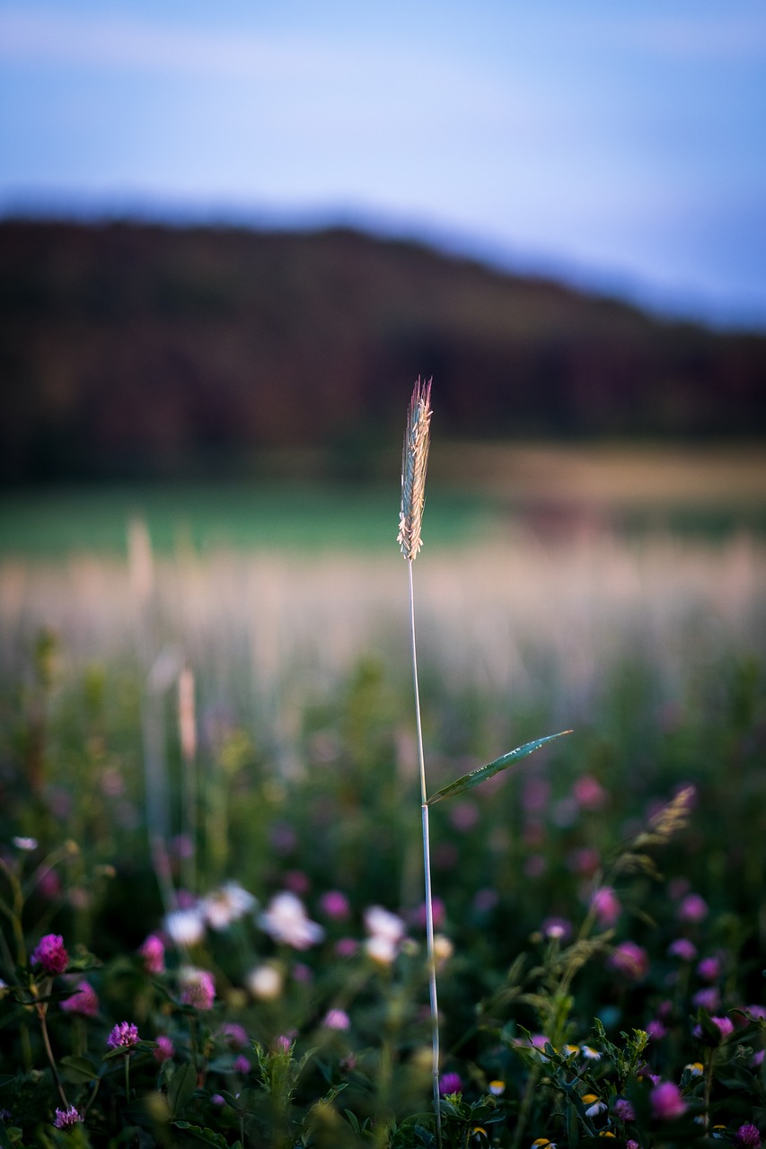 Ašmenys Žolės,  Šiaudų,  Meadow,  Žolė,  Žolės,  Pobūdį,  Žalias,  Sodas,  Augalų,  Sultinga