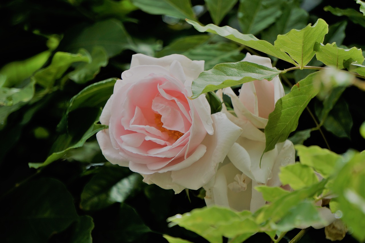 Rožinė Balta, Gėlė, Floros, Gamta, Nemokamos Nuotraukos,  Nemokama Licenzija