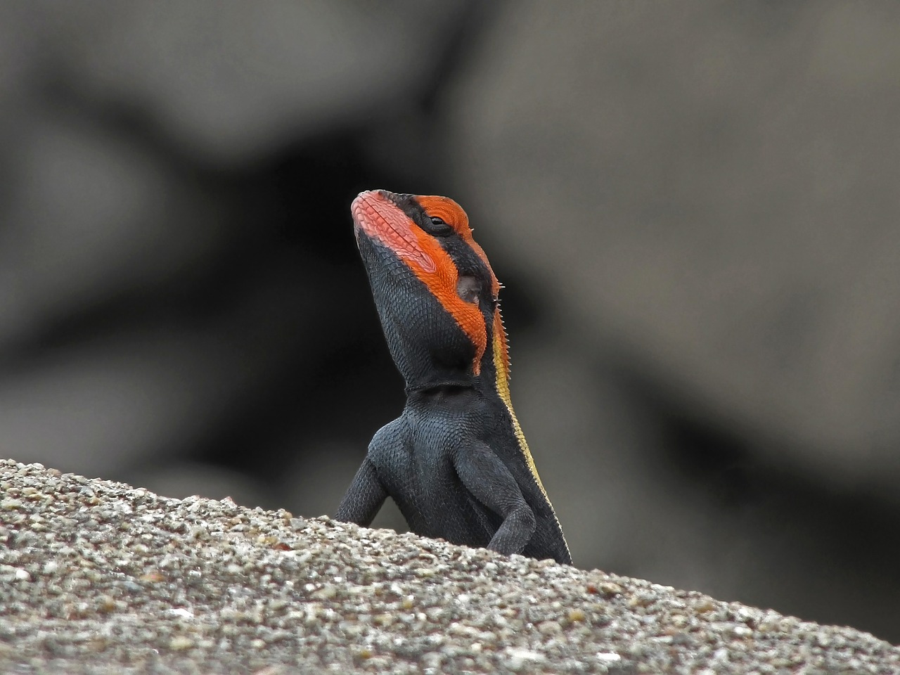 Blanfordo Roko Agama, Driežas, Agamidas, Ropliai, Agamidae, Pilka, Asian, Budrumas, Zoologija, Ramus