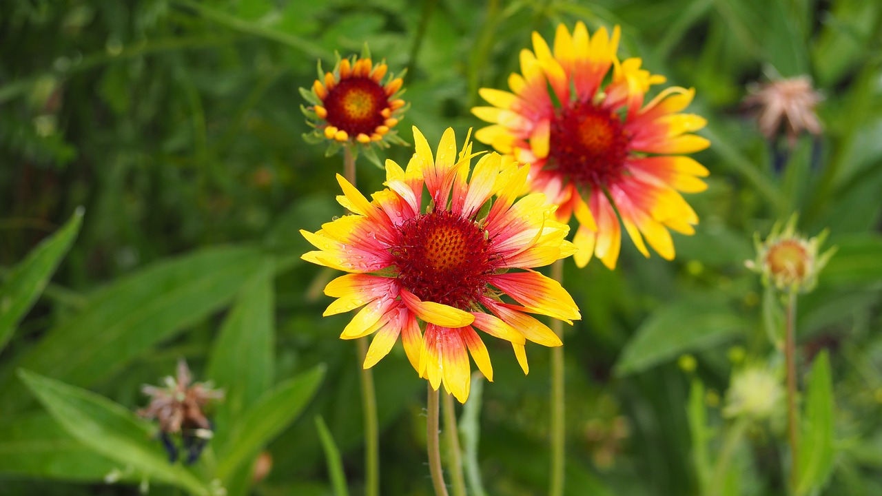 Blizgis Žiedas, Gaillardia, Geltona, Raudona, Rožinis, Gėlė, Gamta, Augalas, Spalvinga, Nemokamos Nuotraukos