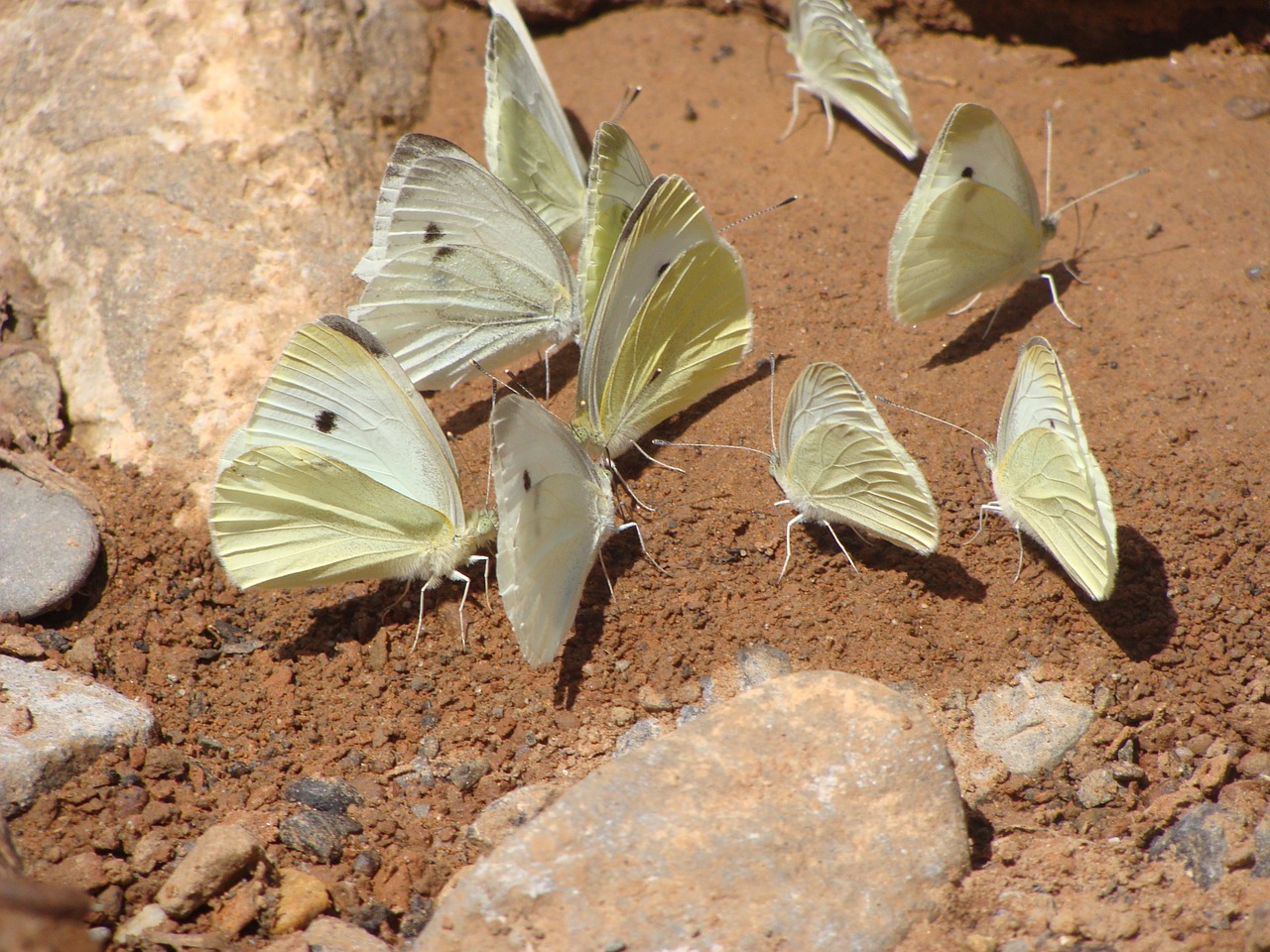 Kopūstų Blanquita, Drugeliai, Pieris Rapae, Nemokamos Nuotraukos,  Nemokama Licenzija