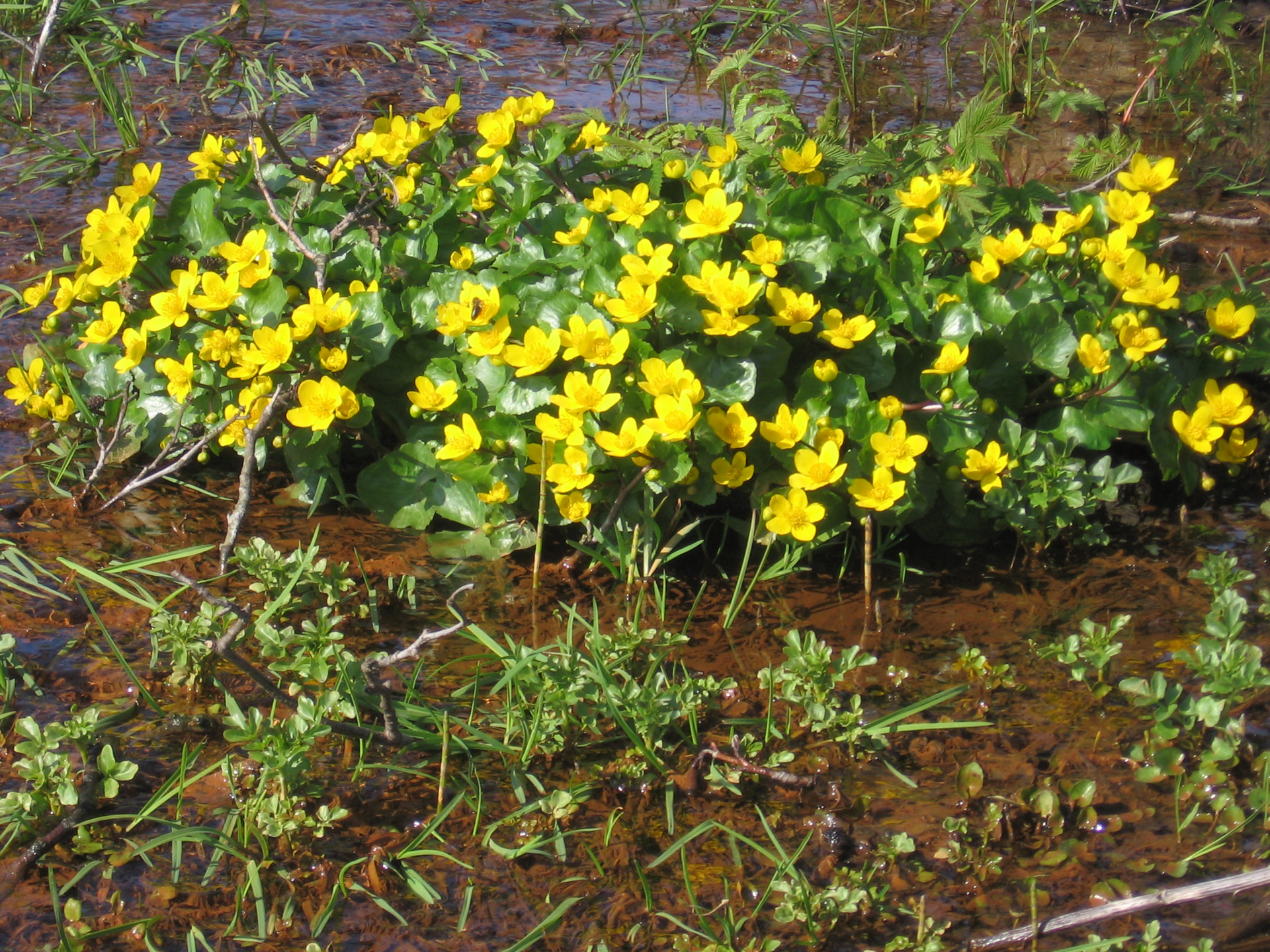 Buttercup,  Pavasaris & Nbsp,  Gėlė,  Gėlė,  Buttercup, Nemokamos Nuotraukos,  Nemokama Licenzija