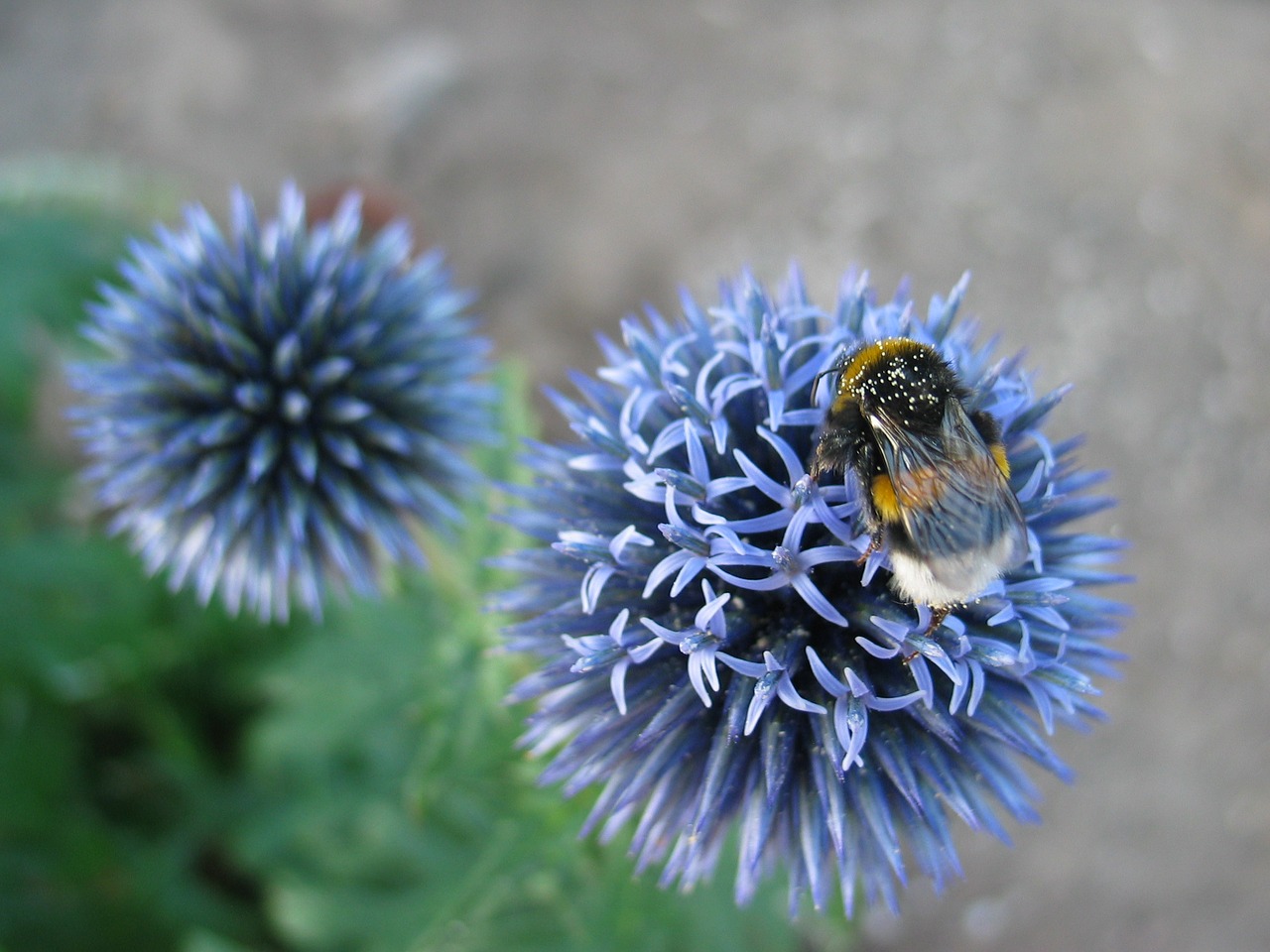 Blaudistel, Hummel, Gėlė, Krūmas, Vasara, Vabzdys, Gamta, Žiedas, Žydėti, Apdulkinimas