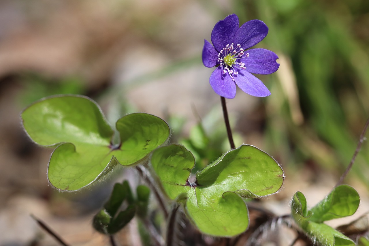 Blåveis, 2017 M. Vestfold, Nemokamos Nuotraukos,  Nemokama Licenzija