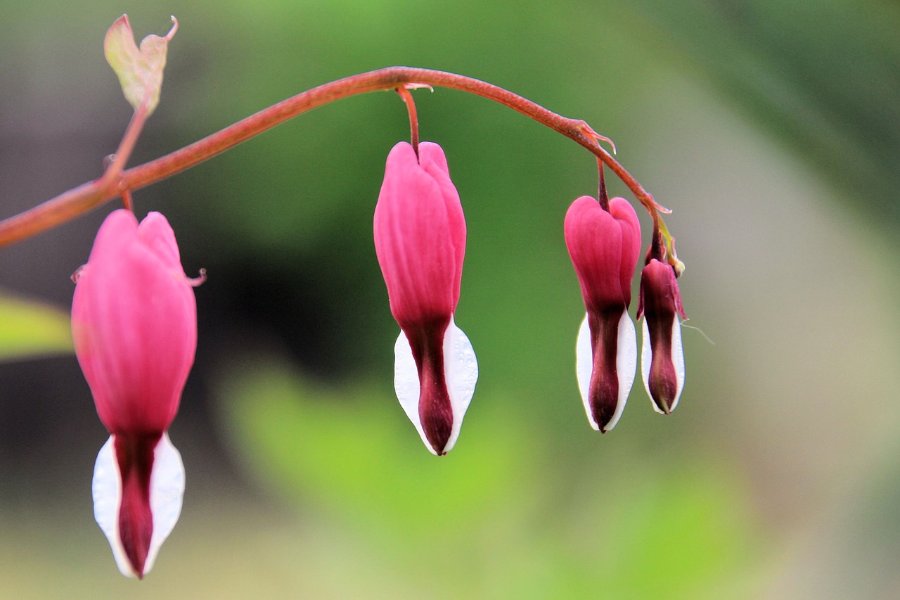 Kraujuojanti Širdis, Gėlės, Gėlė, Lamprocapnos Spectabilis, Nemokamos Nuotraukos,  Nemokama Licenzija