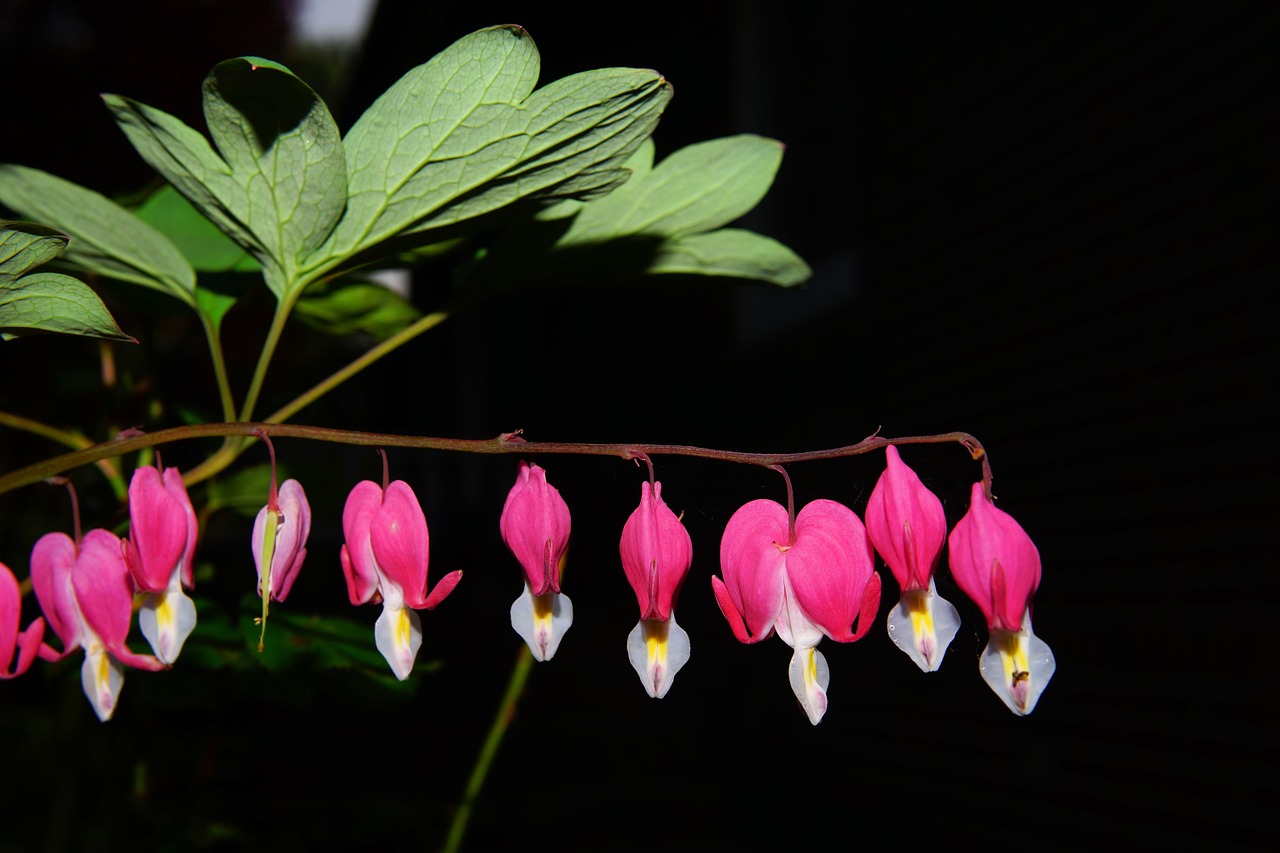 Kraujuojanti Širdis, Gėlės, Rožinis, Dekoratyvinis Augalas, Žydėti, Natūralus Rausvas, Spalvinga, Lamprocapnos Spectabilis, Pavasaris, Liepsnojanti Širdis