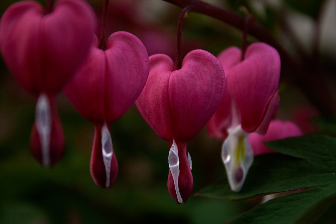 Kraujuojanti Širdis, Lamprocapnos Spectabilis, Herzerlstock, Liepsnojanti Širdis, Sodas, Rožinis, Gamta, Gražus, Uždaryti, Natūralus Rausvas