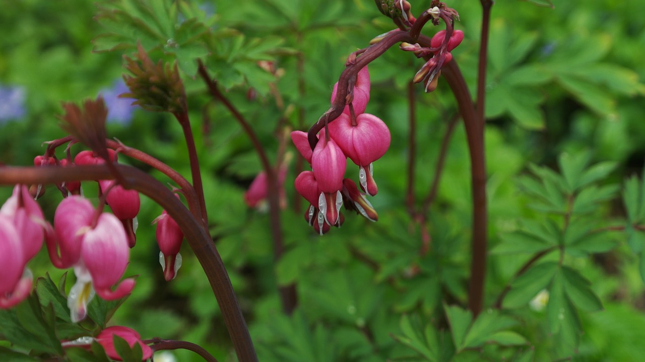 Kraujuojanti Širdis, Lamprocapnos Spectabilis, Širdies Žiedas, Herzerlstock, Liepsnojanti Širdis, Marie Širdis, Gėlė, Žiedas, Žydėti, Raudona