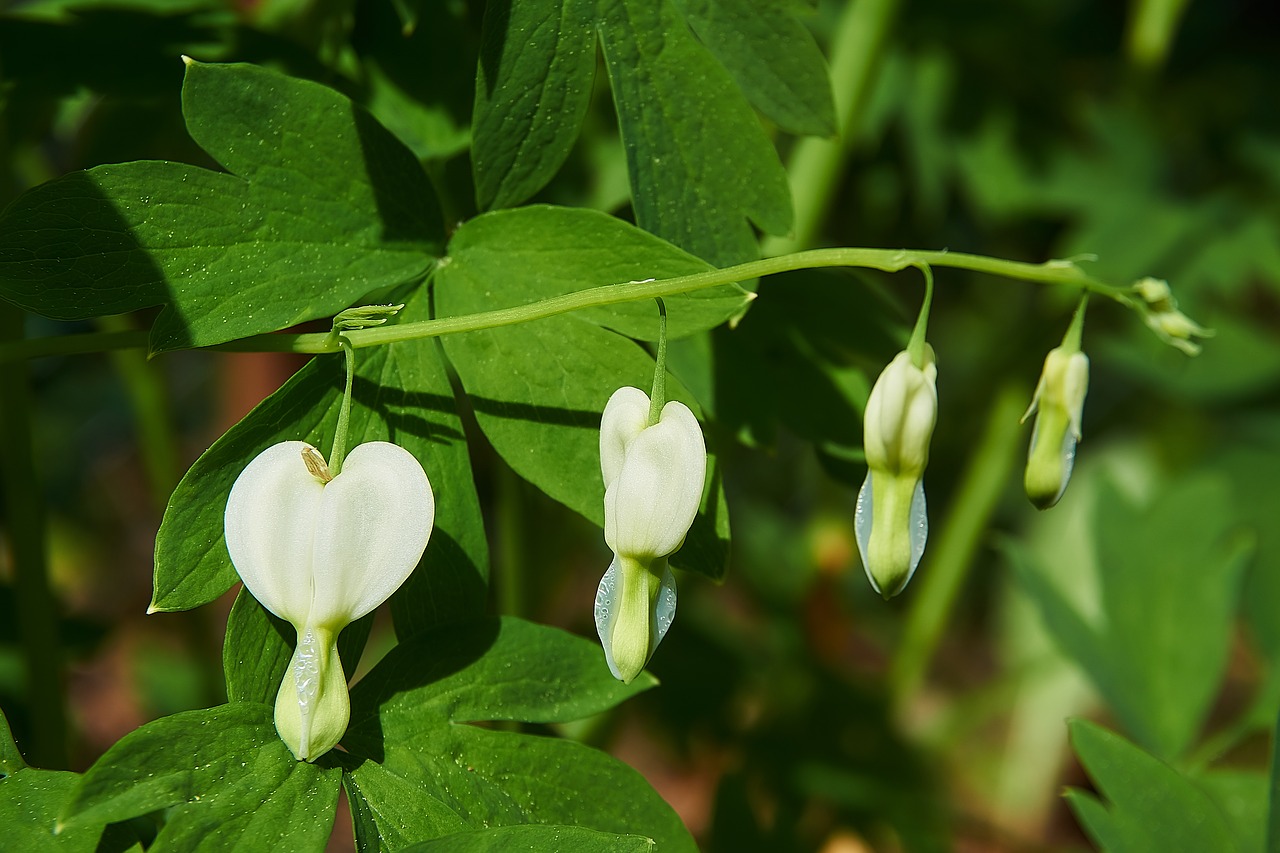 Kraujuojanti Širdis,  Dailusis Auskarėlis Spectabilis,  Baltos Spalvos,  Dvi Tonas Širdies Gėlė,  Liepsna Širdį,  Herzerlstock,  Marie Širdis,  Dailusis Auskarėlis Endl,  Papaveraceae,  Nuodingas Augalų