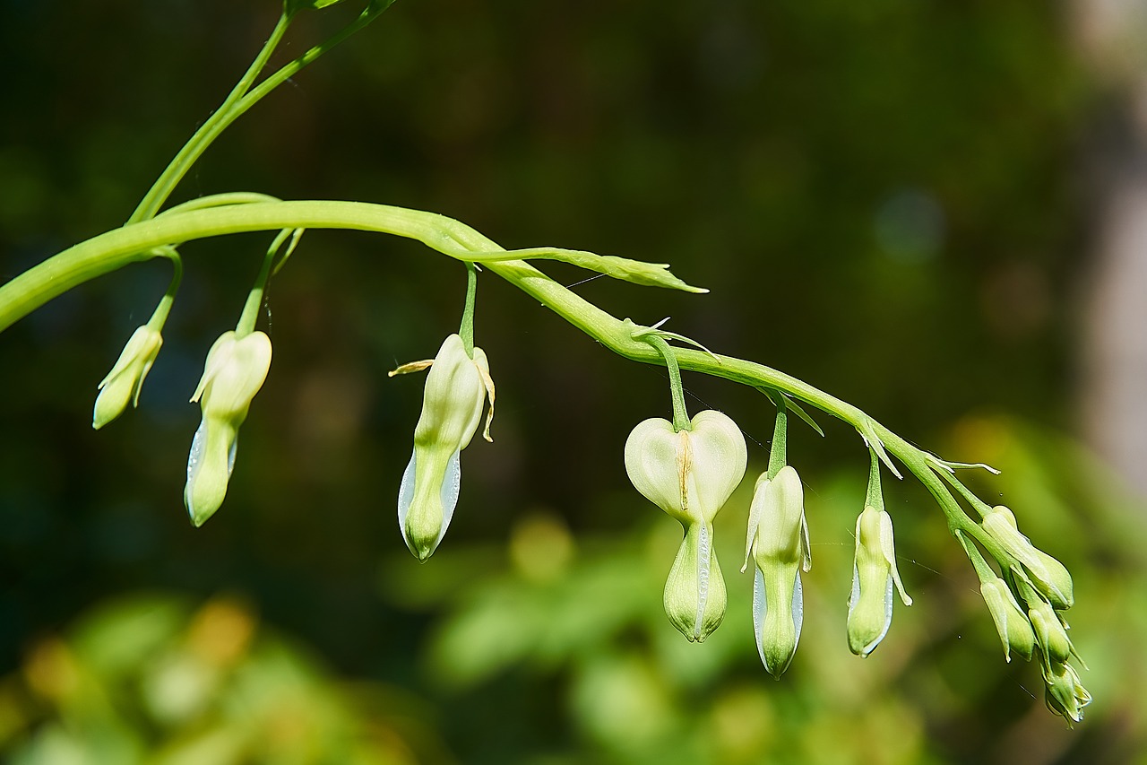 Kraujuojanti Širdis,  Dailusis Auskarėlis Spectabilis,  Baltos Spalvos,  Dvi Tonas Širdies Gėlė,  Liepsna Širdį,  Herzerlstock,  Marie Širdis,  Dailusis Auskarėlis Endl,  Papaveraceae,  Nuodingas Augalų