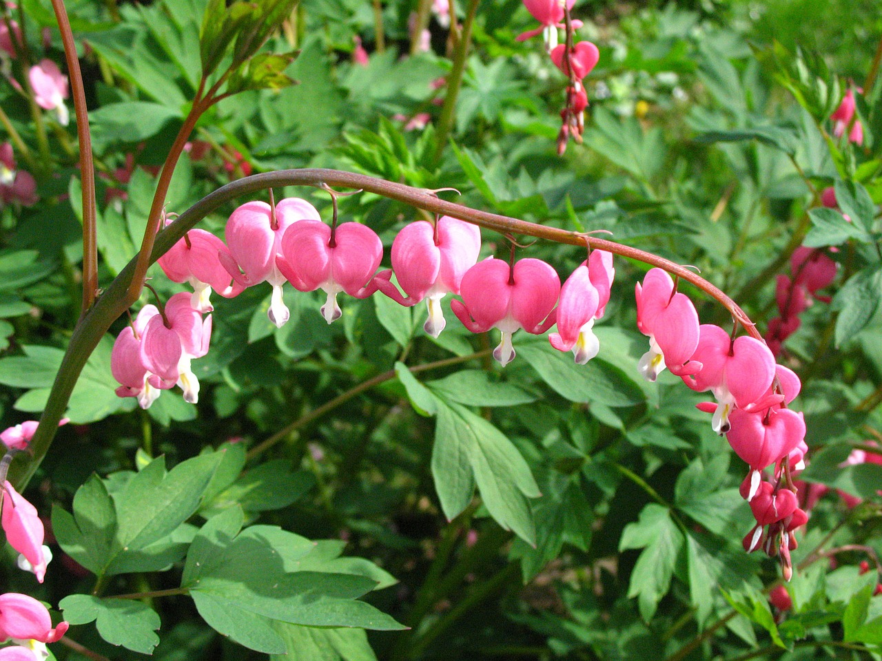 Kraujuojanti Širdis, Gėlė, Pavasaris, Sodas, Rožinis, Makro, Daugiametis, Dicentra, Augalas, Žiedas