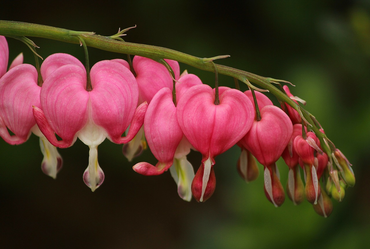 Kraujavimas Širdies, Lamprocapnos Spectabilis, Rožinės Gėlės, Daugiametis, Širdies Formos, Pavasario Gėlės, Nemokamos Nuotraukos,  Nemokama Licenzija