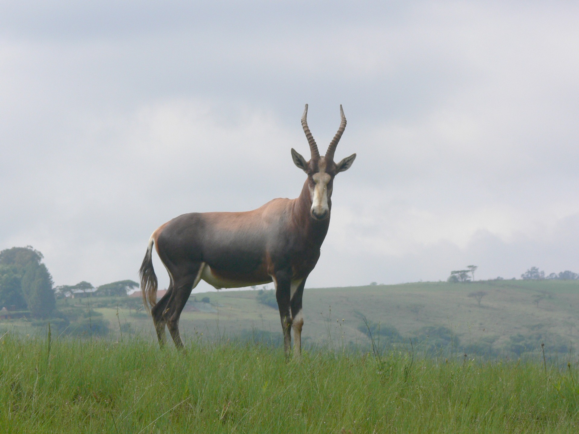 Blesbok,  Antilopė,  Buck,  Afrika,  Laukinė Gamta,  Blesbok Antilopė, Nemokamos Nuotraukos,  Nemokama Licenzija