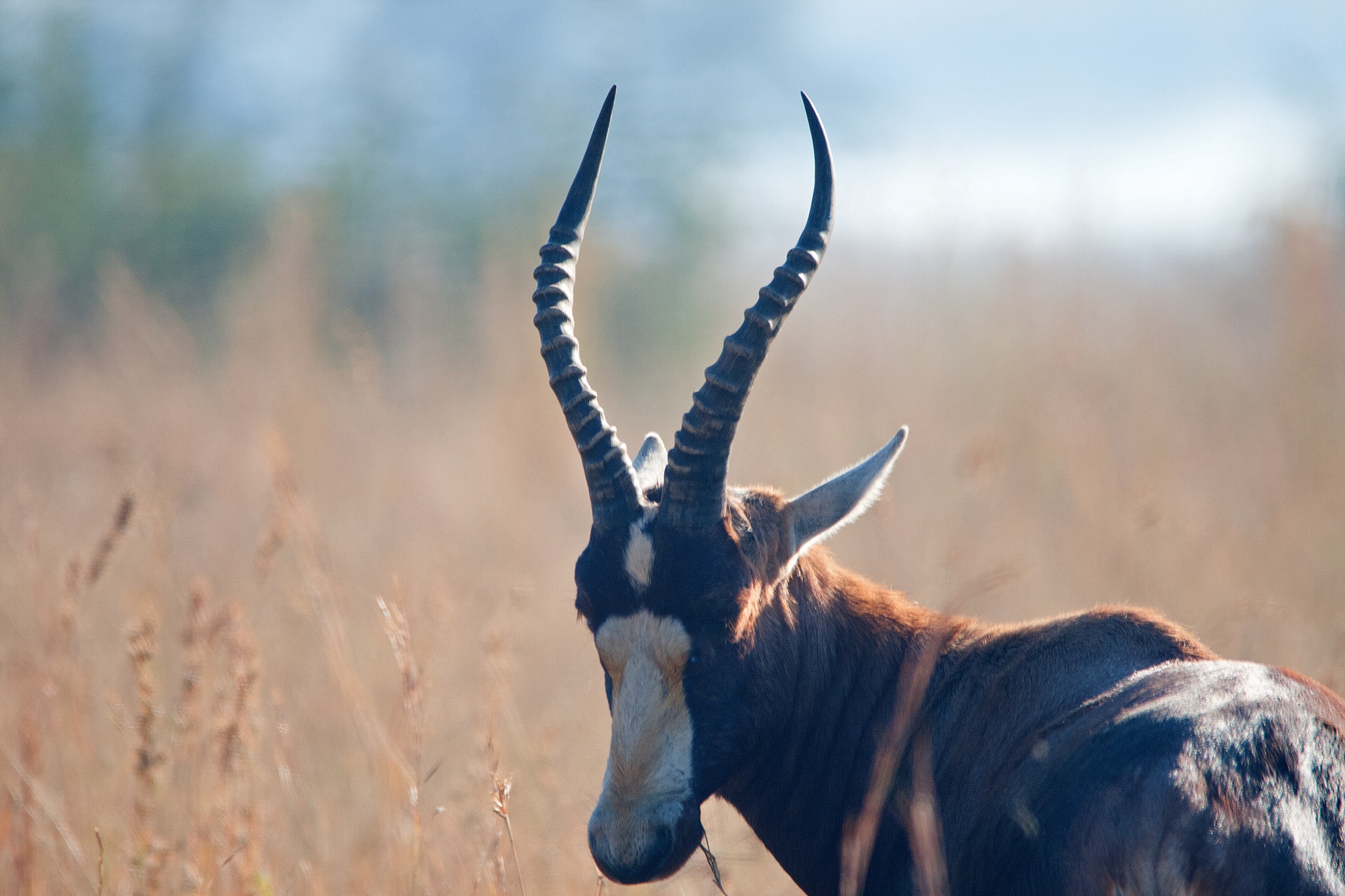 Antilopė,  Žaidimas,  Blesbok,  Gamta,  Blesbok Atrodo Atgal, Nemokamos Nuotraukos,  Nemokama Licenzija