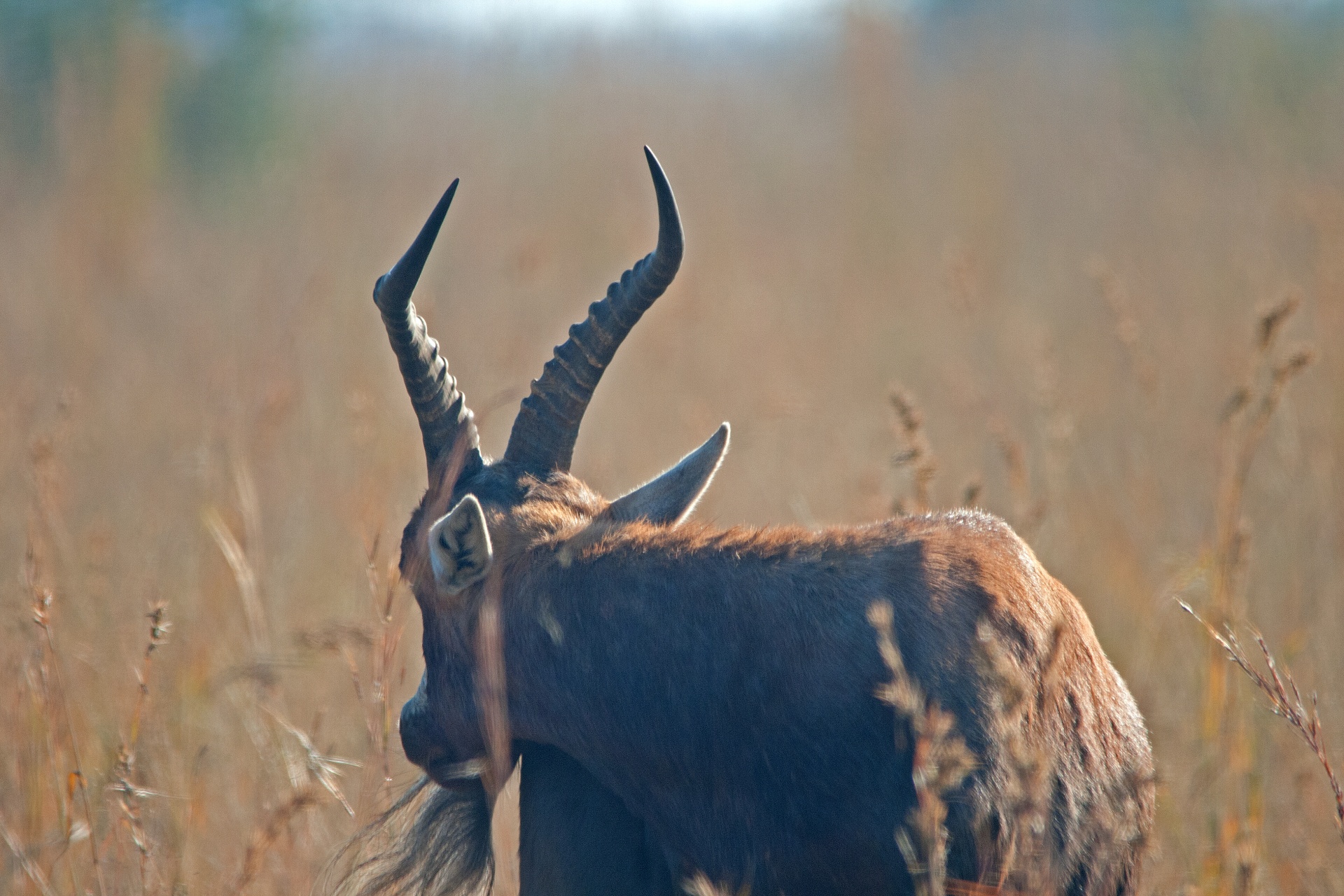 Gyvūnas,  Buck,  Antilopė,  Blesbuck,  Žolė,  Gamta,  Atgal & Nbsp,  Peržiūra,  Blesbuck Iš Nugaros, Nemokamos Nuotraukos