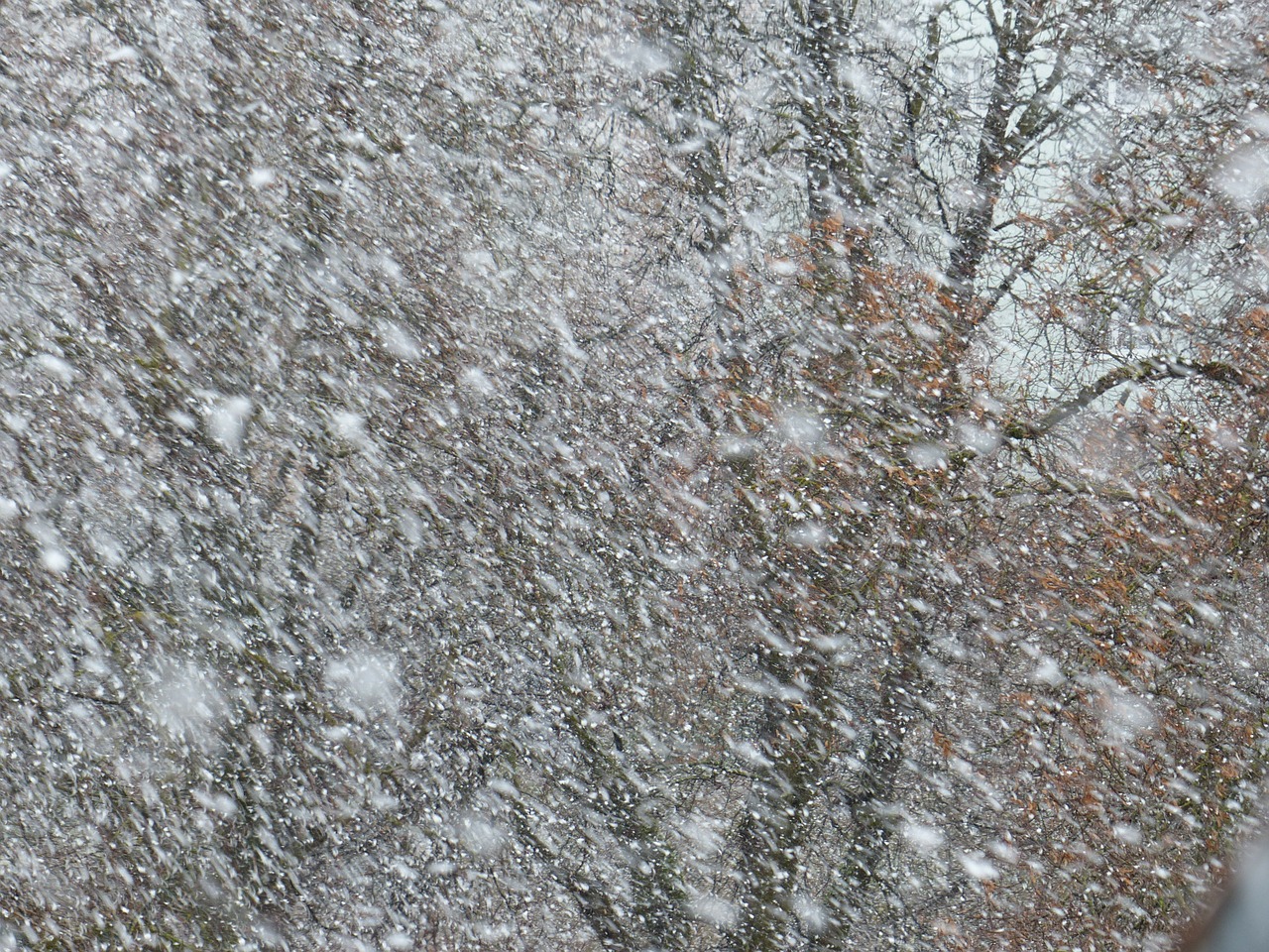 Blizzard, Sniego Gūsis, Snaigės, Sniegas, Sniego Audros, Žiema, Šaltas, Sniegas, Dribsnių, Persiųsti