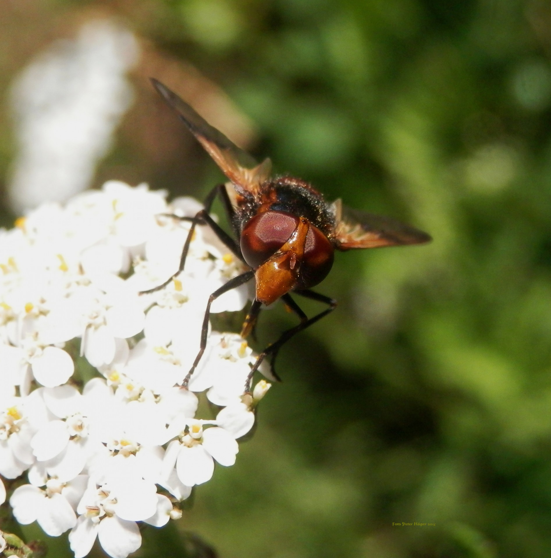 Hoverfly,  Gėlė,  Vabzdys,  Hoverfly, Nemokamos Nuotraukos,  Nemokama Licenzija