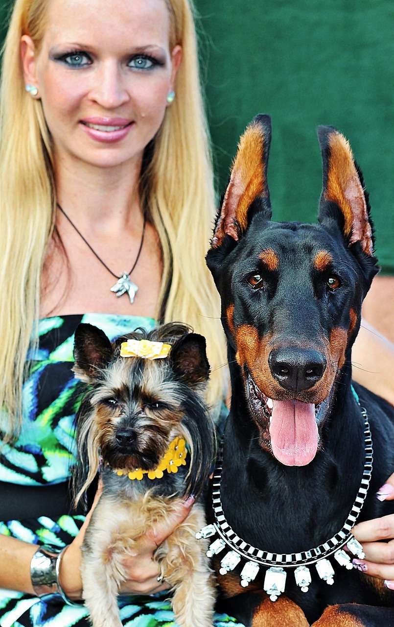 Blondinė Moteris, Yorkie, Dobermanas, Meilė, Nemokamos Nuotraukos,  Nemokama Licenzija