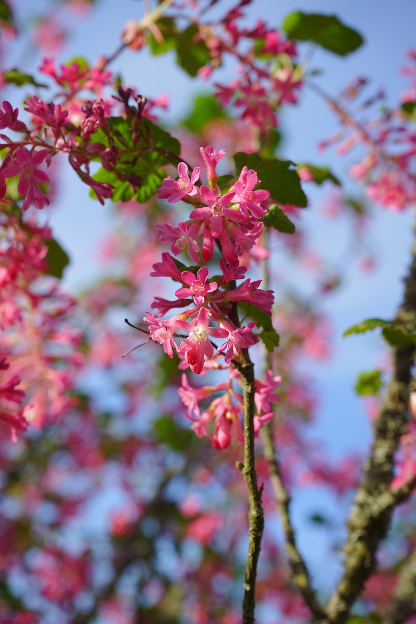 Kraujas, Žiedas, Žydėti, Raudona, Ribos Sanguineum, Serbentai, Ribos, Agrastų Šiltnamiai, Grossulariaceae, Dekoratyvinis Krūmas