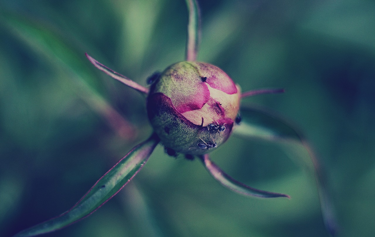 Žydėti, Žiedas, Flora, Gėlė, Gėlių Pumpurai, Makro, Gamta, Augalas, Nemokamos Nuotraukos,  Nemokama Licenzija