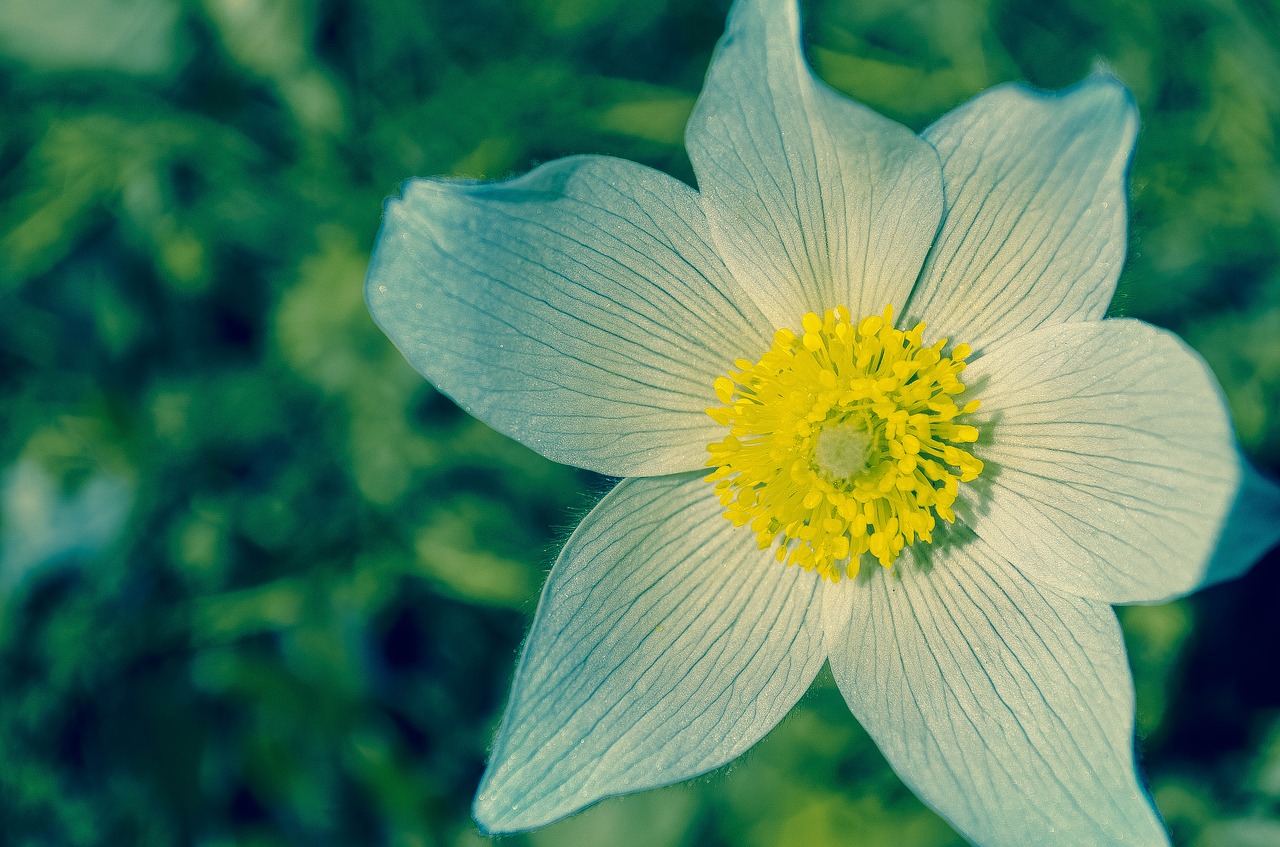 Žydėti, Žiedas, Iš Arti, Flora, Gėlė, Makro, Nemokamos Nuotraukos,  Nemokama Licenzija