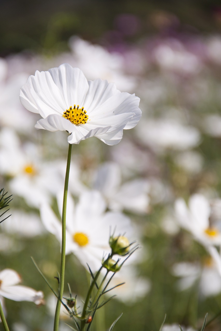 Žydėti, Žiedas, Iš Arti, Kosmosas, Flora, Gėlės, Makro, Augalas, Nemokamos Nuotraukos,  Nemokama Licenzija