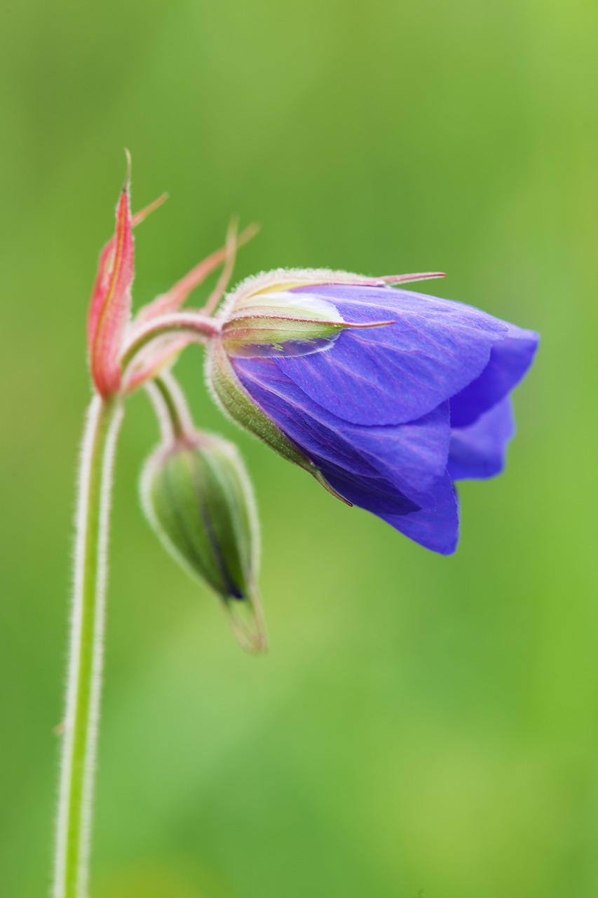 Žydėti, Žiedas, Flora, Gėlė, Gamta, Nemokamos Nuotraukos,  Nemokama Licenzija