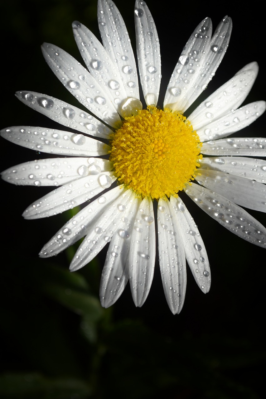 Žydėti, Žiedas, Iš Arti, Daisy, Rasa, Rasos Lašai, Flora, Gėlė, Makro, Nemokamos Nuotraukos