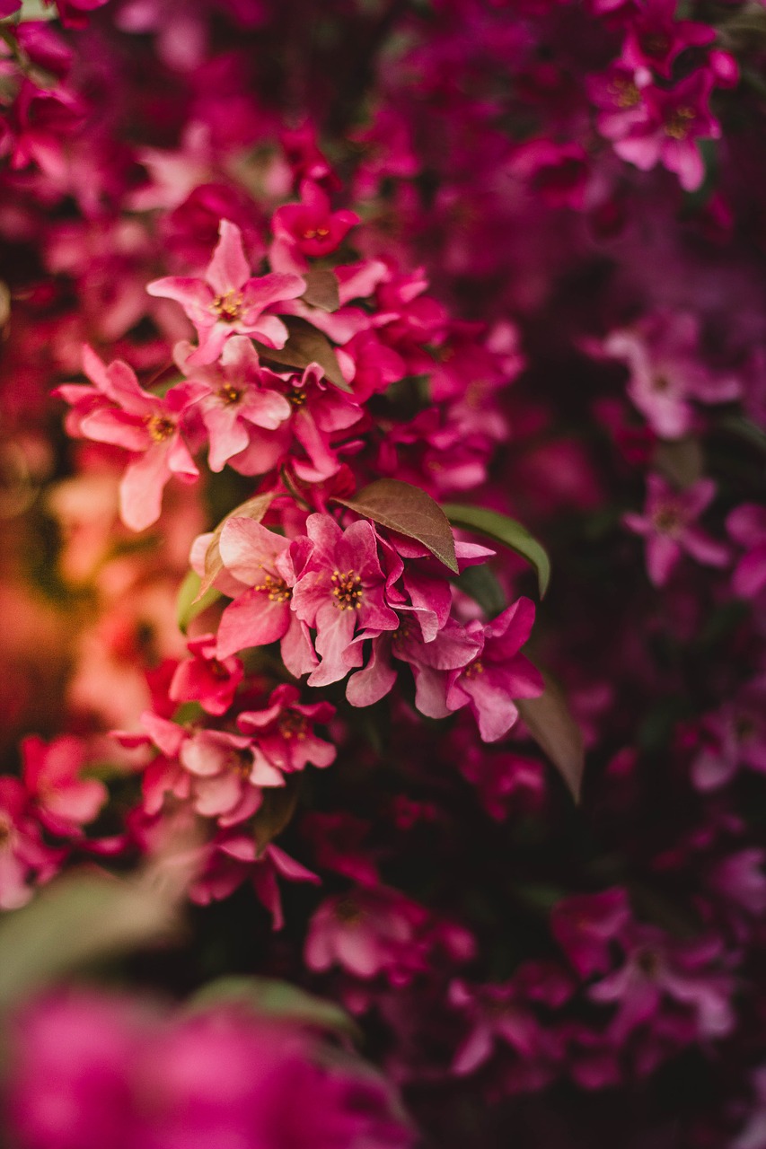 Žydėti, Žiedas, Iš Arti, Flora, Gėlės, Makro, Nemokamos Nuotraukos,  Nemokama Licenzija