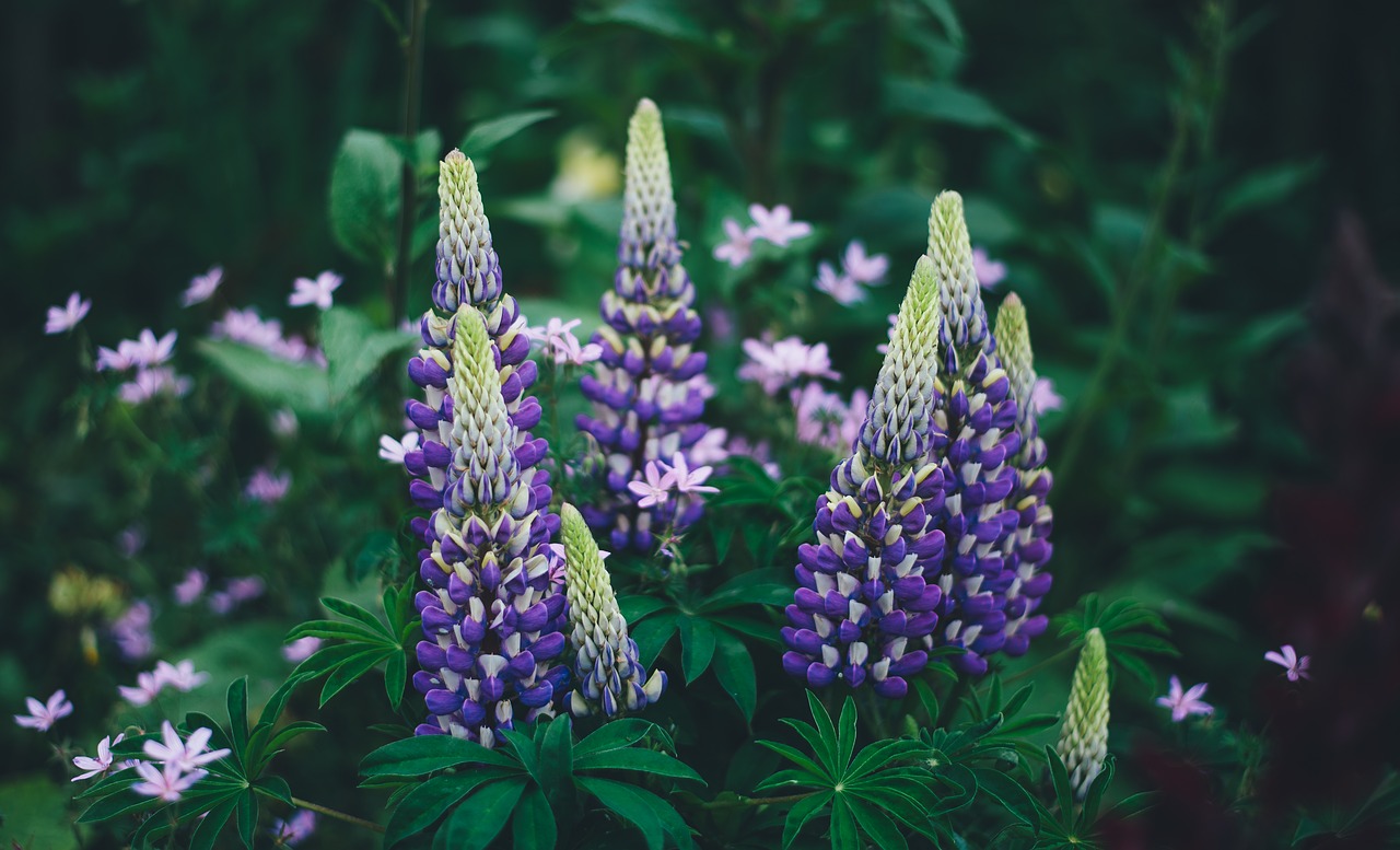 Žydėti, Žiedas, Flora, Gėlės, Lapai, Gamta, Lauke, Nemokamos Nuotraukos,  Nemokama Licenzija