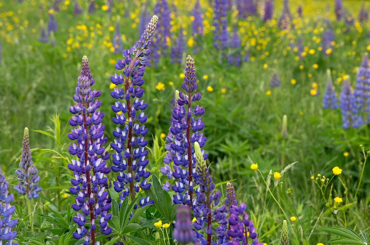 Žydėti, Žiedas, Flora, Gėlės, Žolė, Lupinas, Nemokamos Nuotraukos,  Nemokama Licenzija