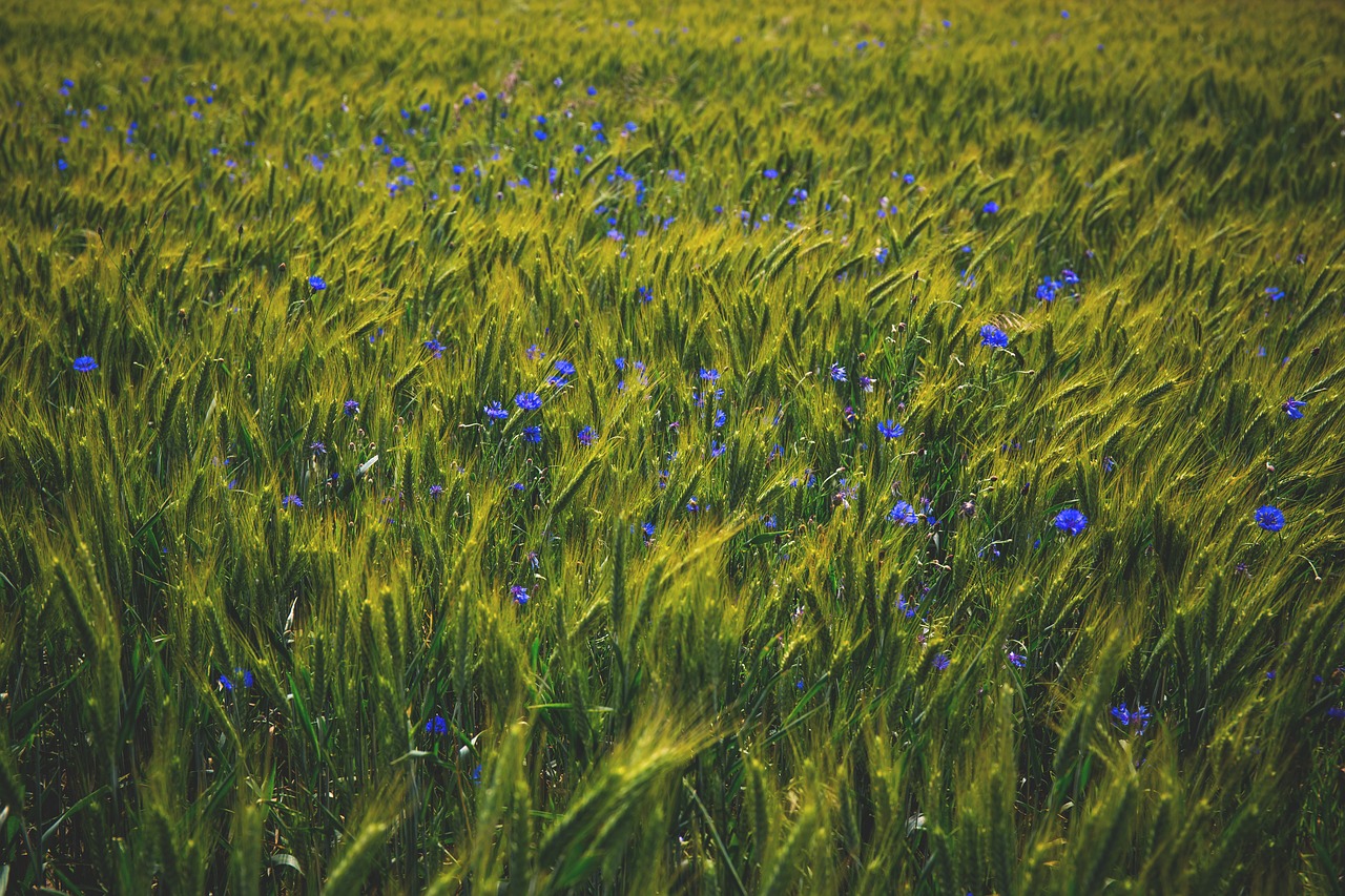 Žydėti, Žiedas, Laukas, Flora, Gėlės, Žolė, Gamta, Nemokamos Nuotraukos,  Nemokama Licenzija