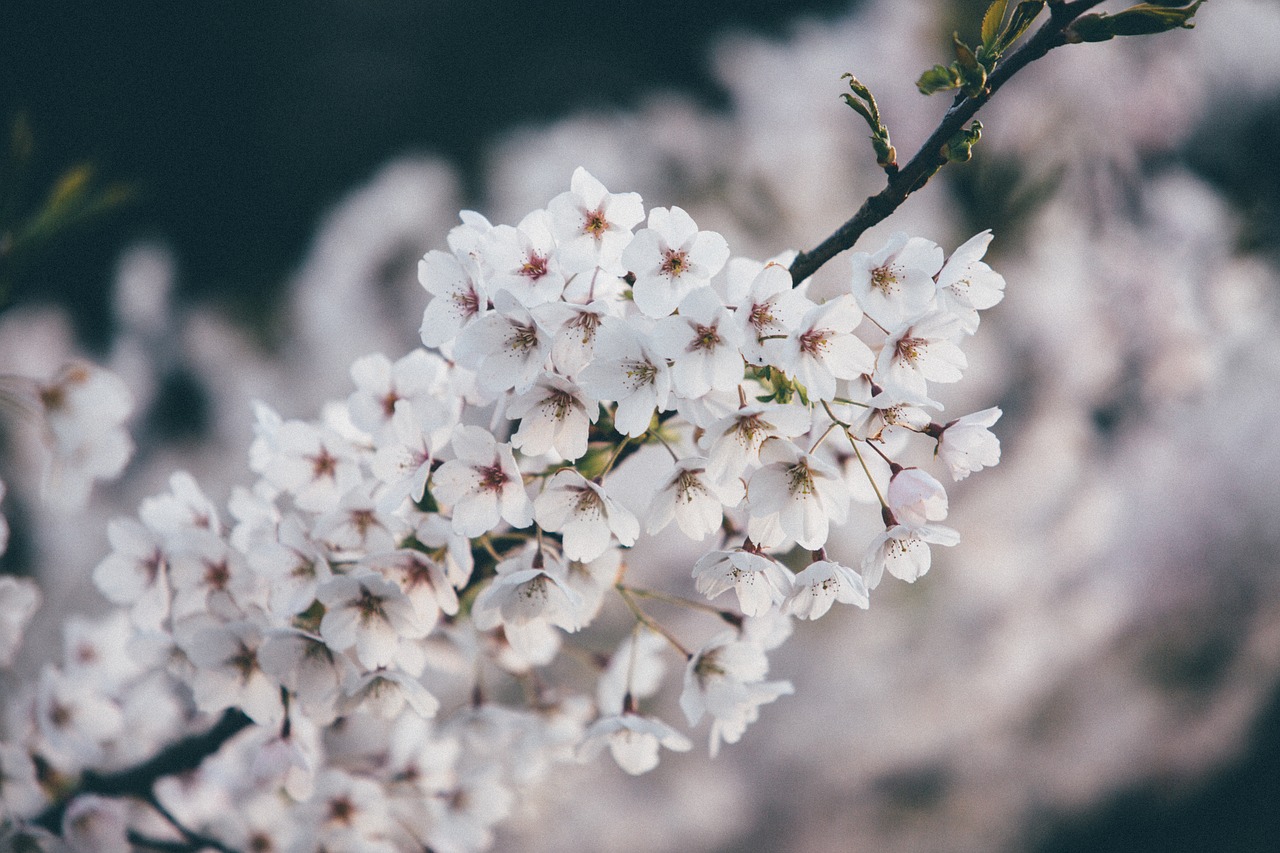 Žydėti, Žiedas, Flora, Gėlės, Gamta, Augalas, Balta, Nemokamos Nuotraukos,  Nemokama Licenzija