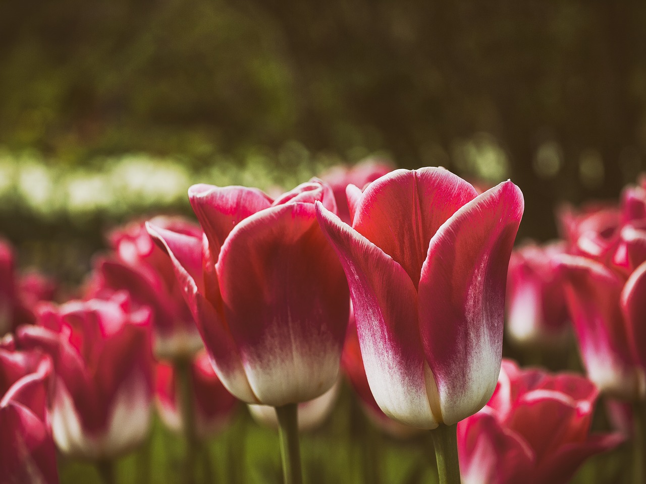 Žydėti, Žiedas, Iš Arti, Flora, Gėlės, Makro, Nemokamos Nuotraukos,  Nemokama Licenzija