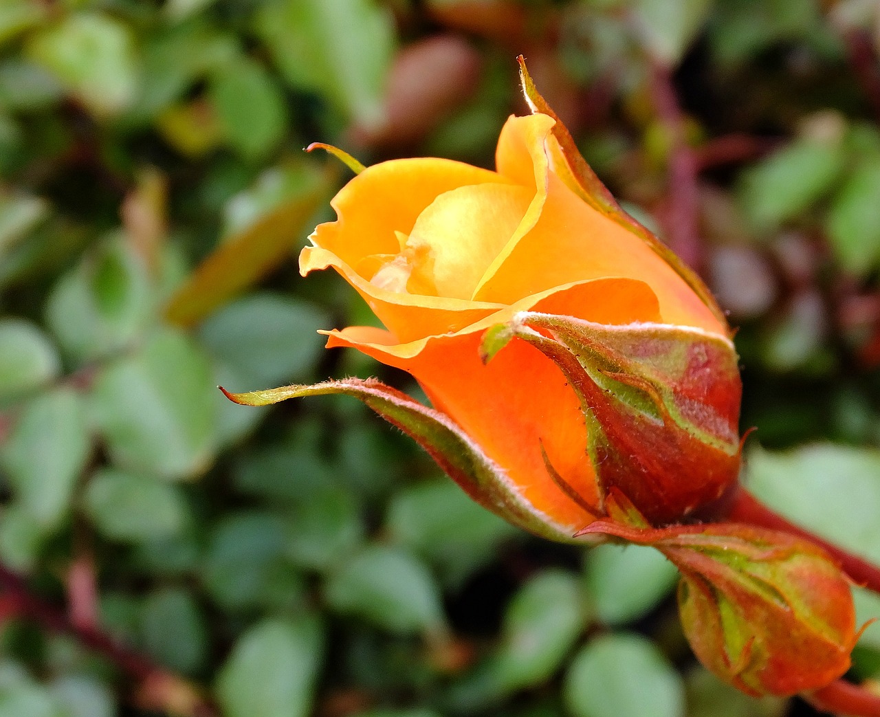 Žydėti, Žiedas, Flora, Gėlė, Makro, Oranžinė, Rožė, Rožinis Pumpuras, Nemokamos Nuotraukos,  Nemokama Licenzija