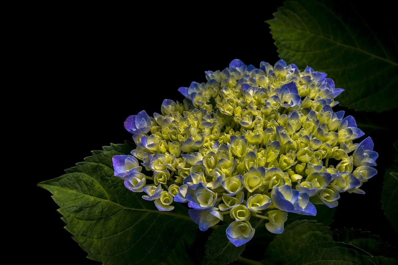 Žydėti, Žiedas, Flora, Gėlės, Lapai, Gamta, Žiedlapiai, Augalas, Nemokamos Nuotraukos,  Nemokama Licenzija