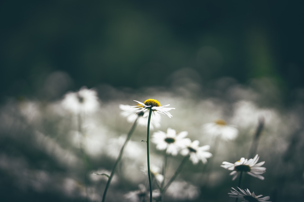 Žydėti, Žiedas, Laukas, Flora, Gėlės, Žolė, Makro, Lauke, Nemokamos Nuotraukos,  Nemokama Licenzija