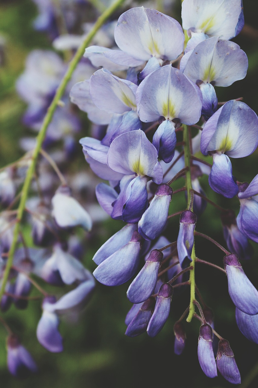 Žydėti, Žiedas, Flora, Gėlės, Šviežias, Lauke, Žiedlapiai, Nemokamos Nuotraukos,  Nemokama Licenzija