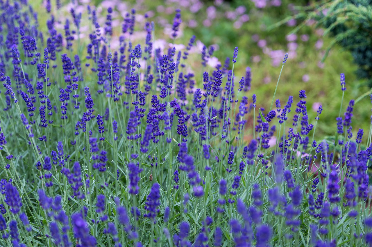 Žydėti, Žiedas, Laukas, Flora, Gėlės, Žolė, Gamta, Augalai, Nemokamos Nuotraukos,  Nemokama Licenzija