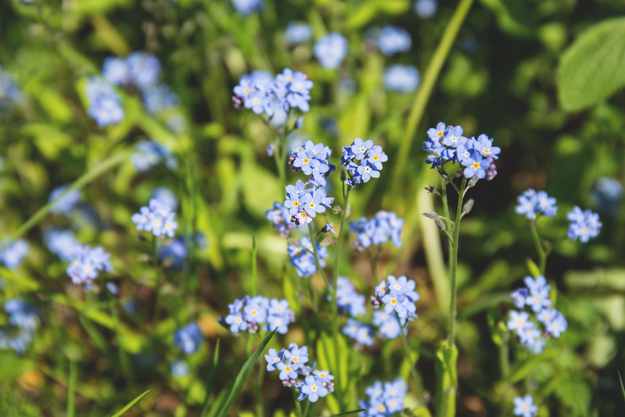 Žydėti, Žiedas, Flora, Gėlės, Žolė, Gamta, Nemokamos Nuotraukos,  Nemokama Licenzija