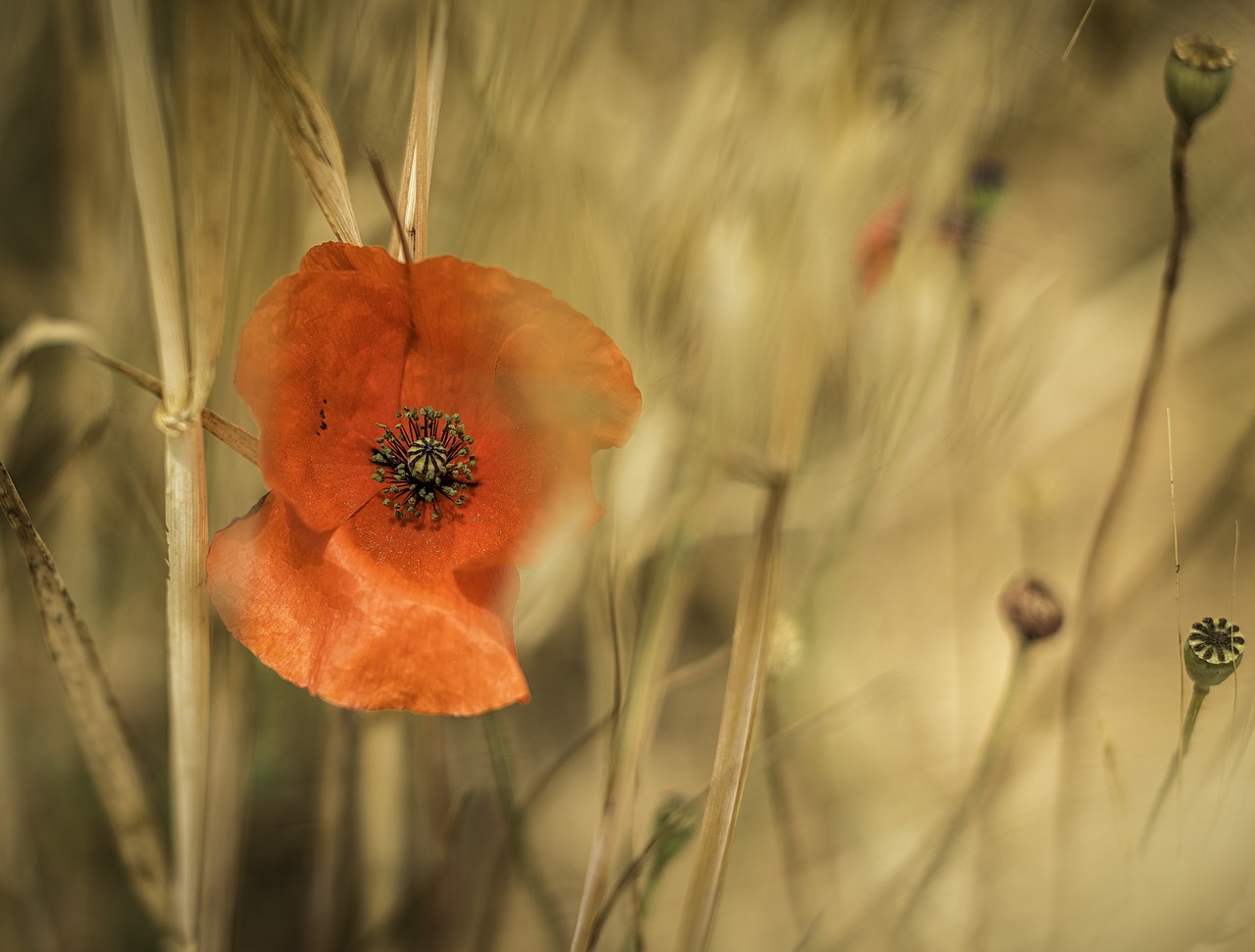 Žydėti, Žiedas, Flora, Gėlė, Hd Tapetai, Makro, Žiedlapiai, Aguona, Nemokamos Nuotraukos,  Nemokama Licenzija