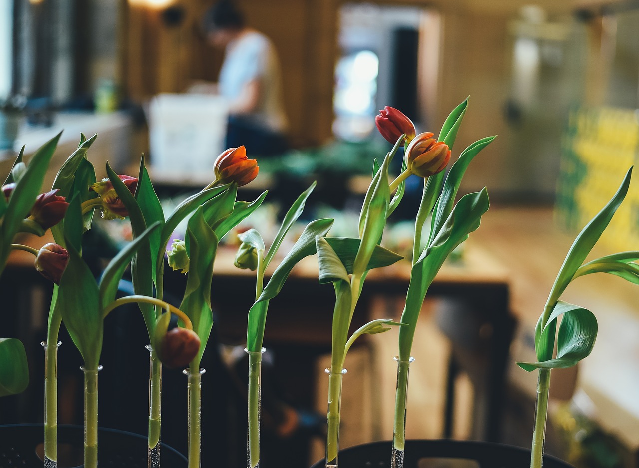 Žydėti, Žiedas, Flora, Gėlės, Puodynai, Tulpės, Nemokamos Nuotraukos,  Nemokama Licenzija