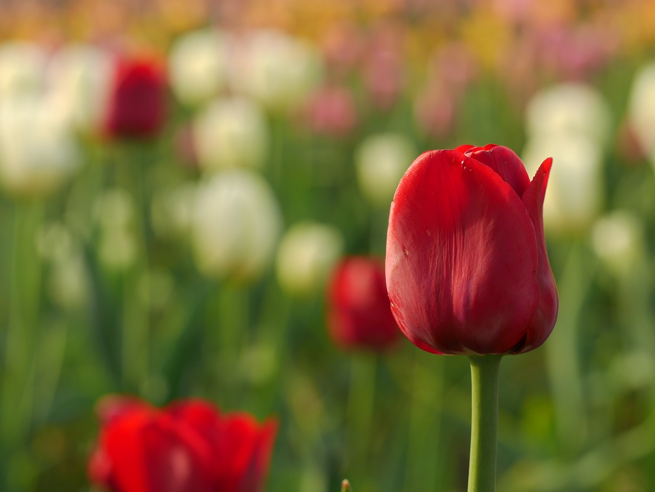 Žydėti, Žiedas, Laukas, Flora, Gėlės, Hd Tapetai, Makro, Gamta, Augalai, Tulpės