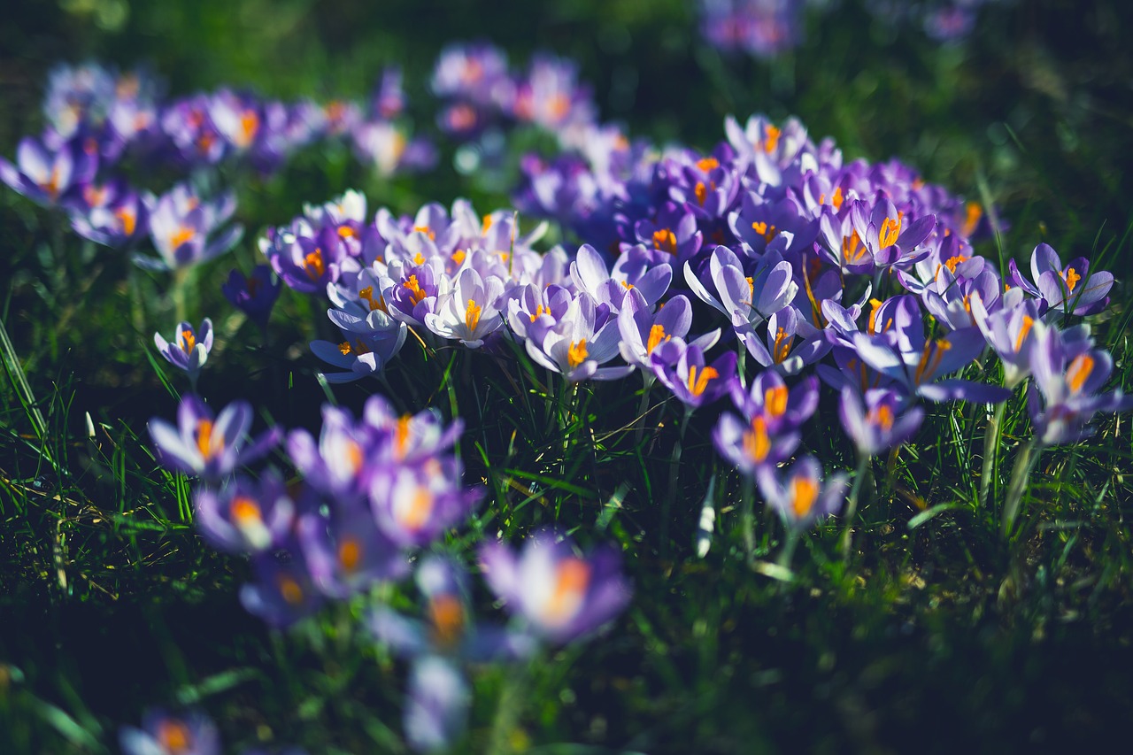 Žydėti, Žiedas, Crocus, Flora, Gėlės, Žolė, Gamta, Žiedlapiai, Augalas, Nemokamos Nuotraukos