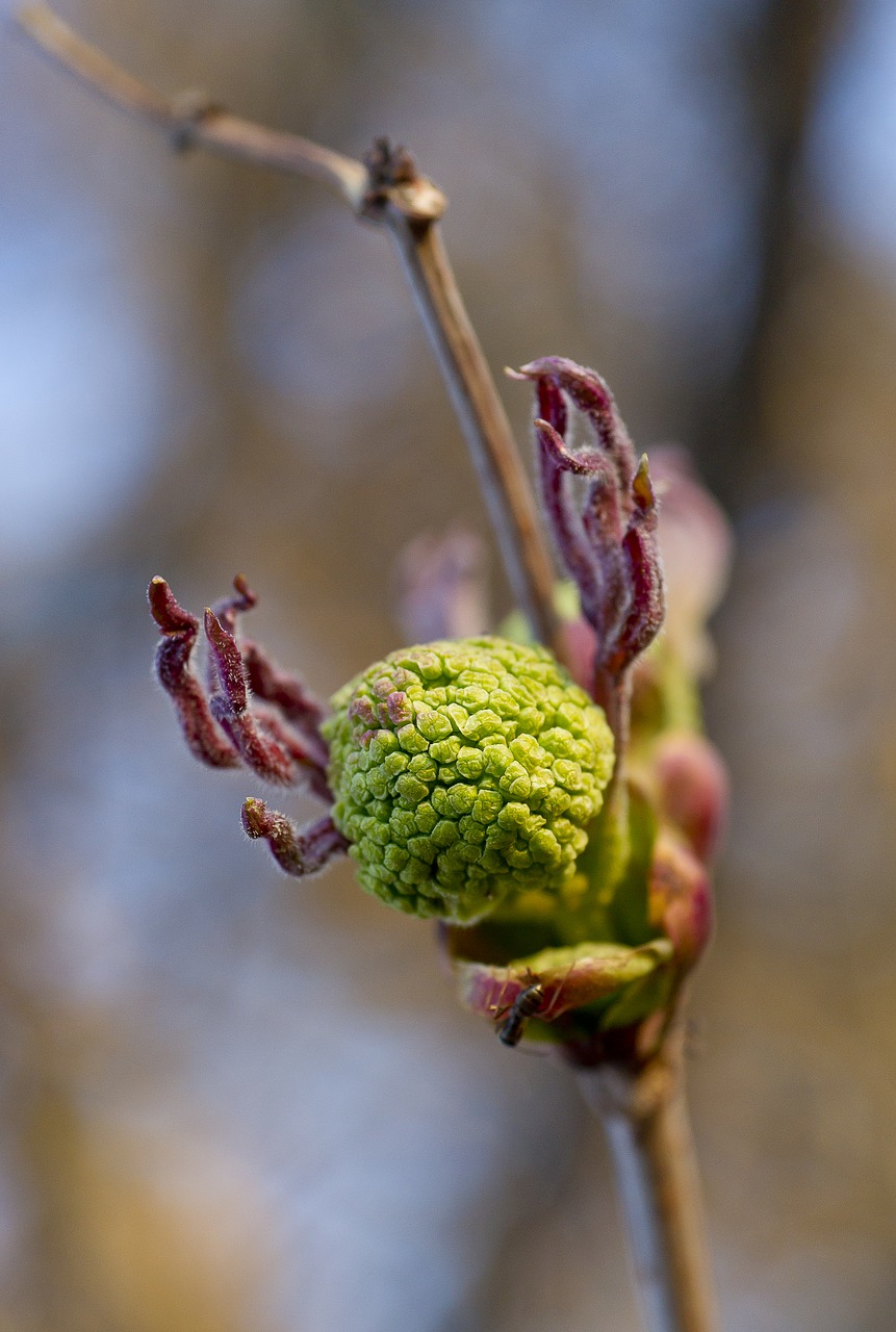 Žydėti, Rowan, Prieš Žydėjimą, Iš Arti, Makrofotografija, Gamta, Pavasaris, Rytas, Gyvoji Gamta, Siberija